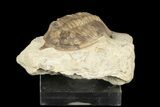 Bargain, Huntonia Lingulifer Trilobite - Oklahoma #188863-2